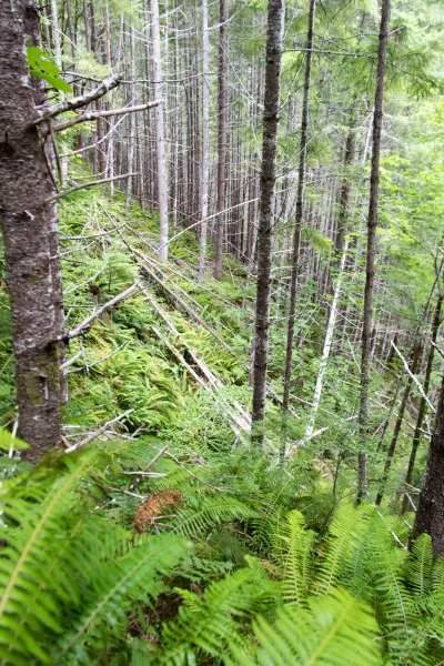 steep hillslope of Watershed 1