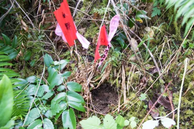 soil moisture rod in Watershed 1 plot