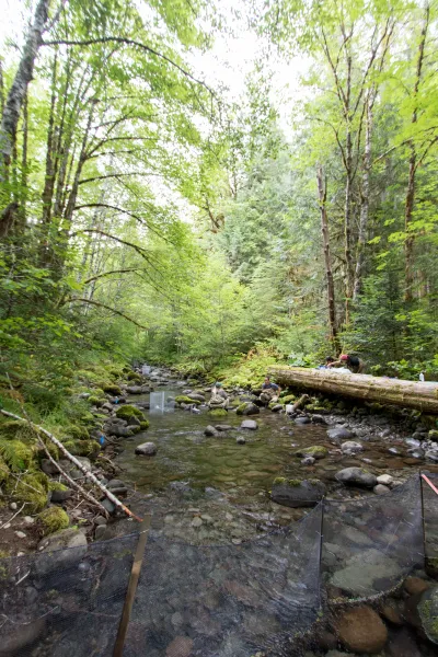 researchers in lower McRae Creek at the HJA