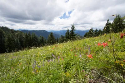 Andrews Forest field work, July 2016