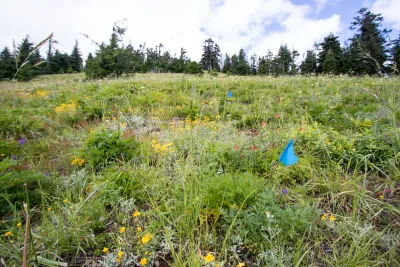 Andrews Forest field work, July 2016
