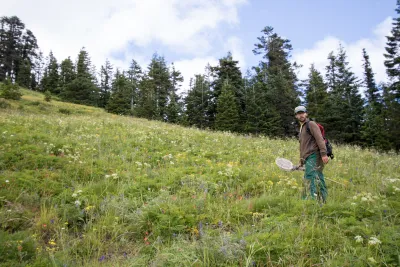 Andrews Forest field work, July 2016