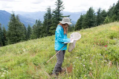 Andrews Forest field work, July 2016