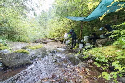 Mack Creek stream vertebrates study crew