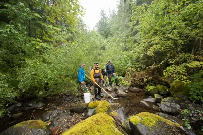 Mack Creek stream vertebrates study crew
