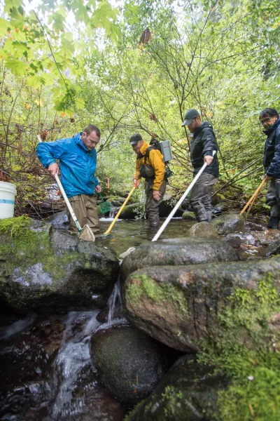 Mack Creek stream vertebrates study crew