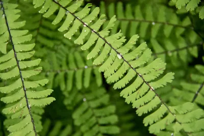 maidenhair fern "Adiantum pedatum"