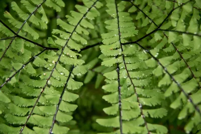 maidenhair fern "Adiantum pedatum"