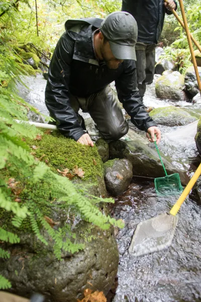 Mack Creek stream vertebrates study crew