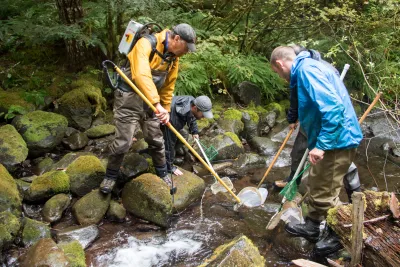 Mack Creek stream vertebrates study crew