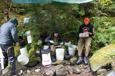 Mack Creek stream vertebrates study crew