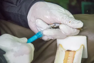inserting a PIT tag, a non-lethal procedure