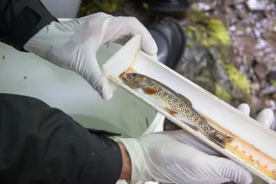measuring the length of a cutthroat trout (and later releasing the fish)