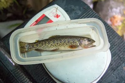Mack Creek Cutthroat Trout