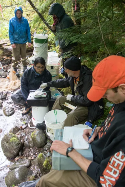 Mack Creek stream vertebrates study crew