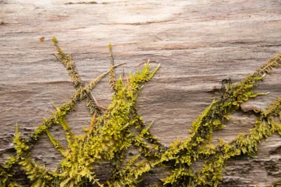 moss on a log