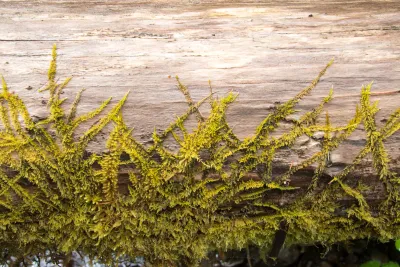 moss on a log