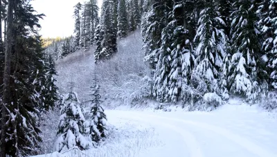 Upper Lookout Creek