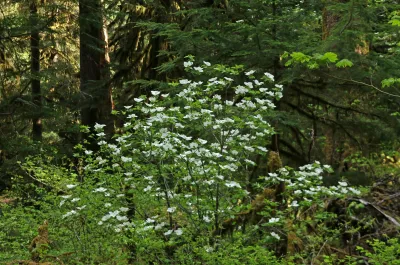 Pacific dogwood