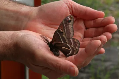 Moth