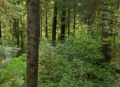 understory