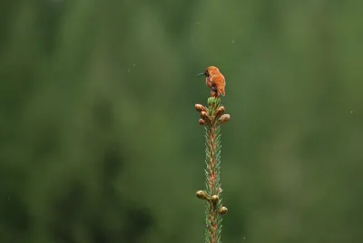 Rufous hummingbird
