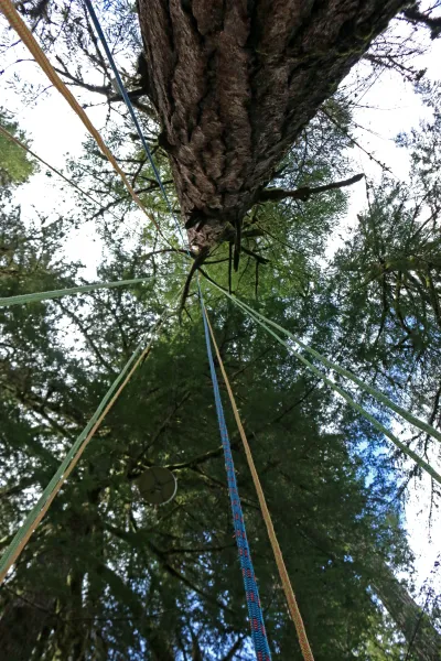 Lines for tree climbing