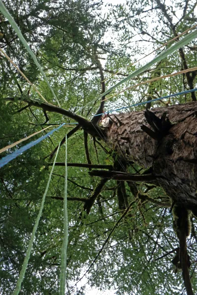 Lines for tree climbing