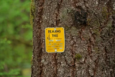 bearing tree