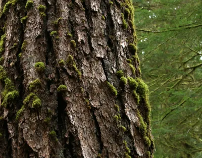 Douglas fir trunk
