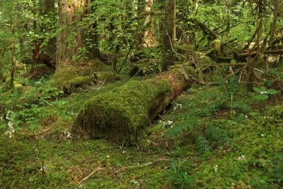 a decomposing log in the forest