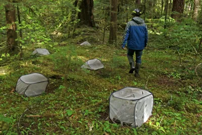 insect exclosures