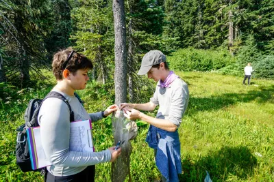 Pollination Biology Research Experiences for Undergraduates