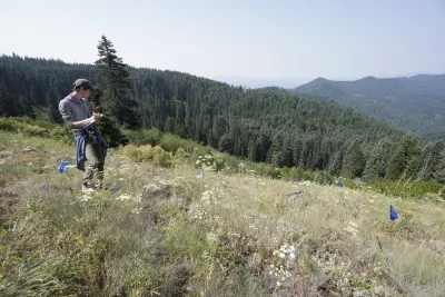 Pollination Biology Research Experiences for Undergraduates