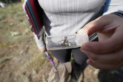 Pollination Biology Research Experiences for Undergraduates