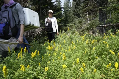 Pollination Biology Research Experiences for Undergraduates