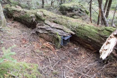 small mammal Tomahawk trap set in the forest