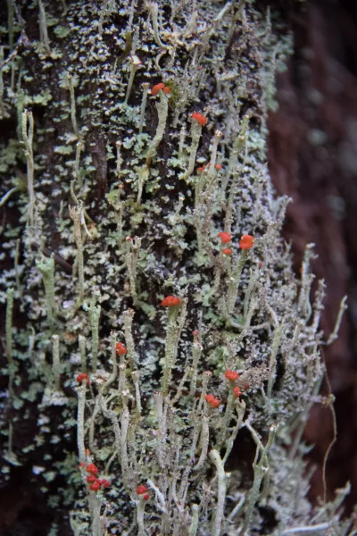 lichen on tree bark