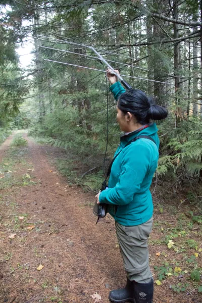 OSU PhD student, Marie Tosa, with radio telemetry gear
