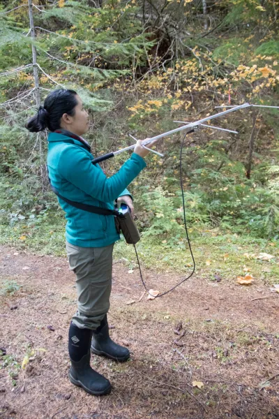 OSU PhD student, Marie Tosa, with radio telemetry gear