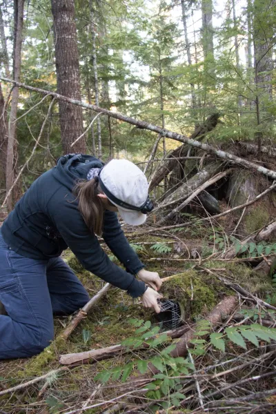 field technician, Rebecca Peterson, resets a trap