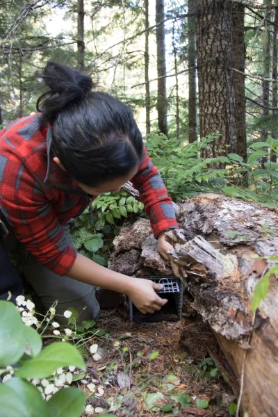 OSU PhD student, Marie Tosa, resets small mammal trap