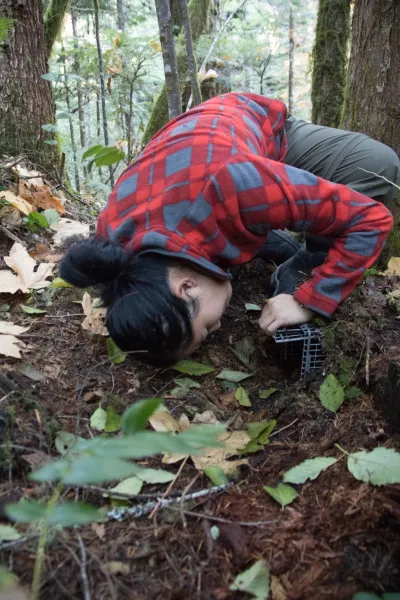 OSU PhD student, Marie Tosa, checks small mammal trap