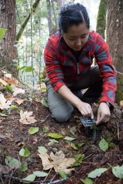OSU PhD student, Marie Tosa, resets a small mammal trap