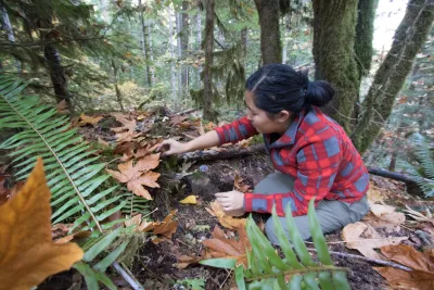 OSU PhD student, Marie Tosa, resets a small mammal trap