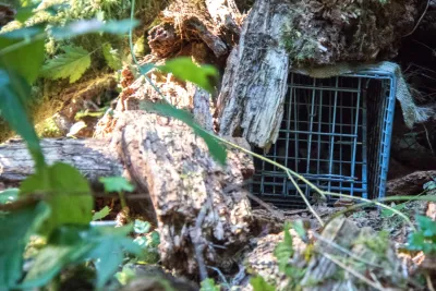 small mammal trap with a spotted skunk inside