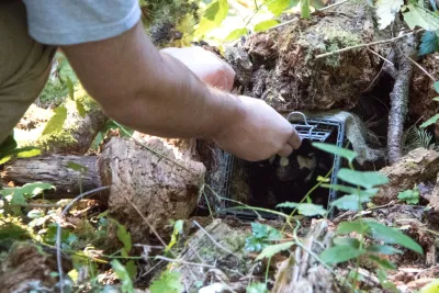 field technician releases a spotted skunk from a small mammal trap