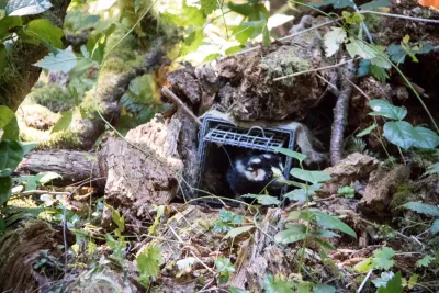 spotted skunk, released from a small mammal trap