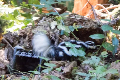 the blur of a spotted skunk exiting from a small mammal trap