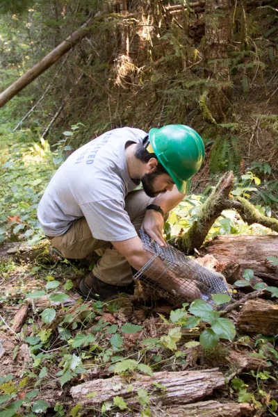 field technician, Ben Murley, checks for scat in the Tomahawk trap after releasing spotted skunk
